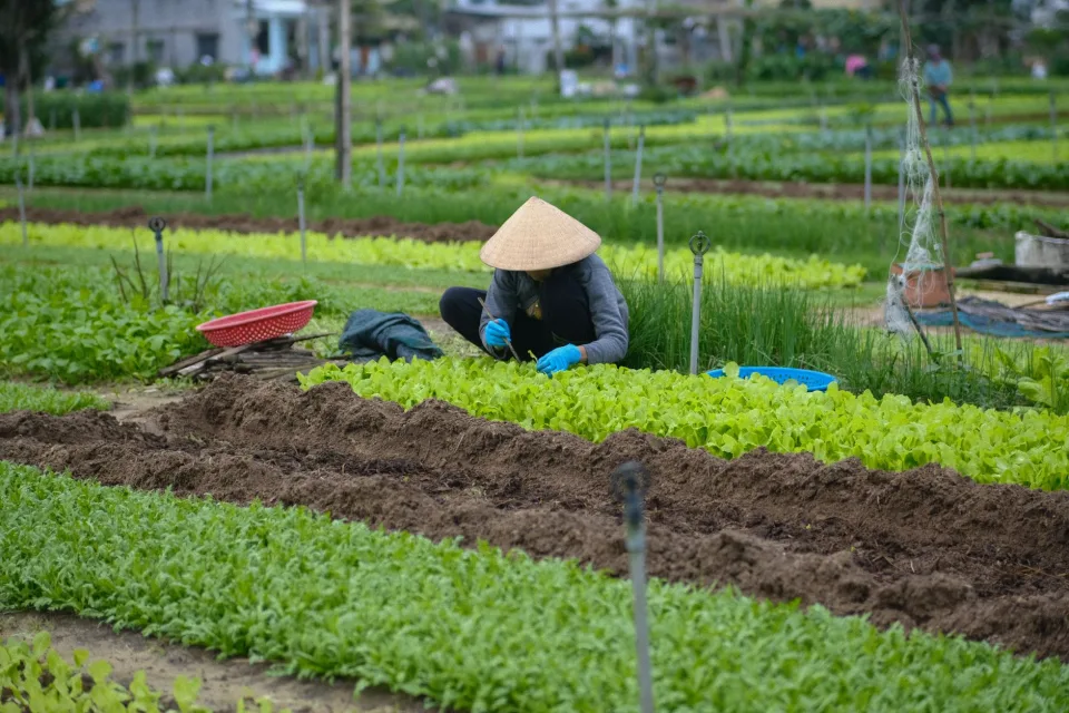Vườn rau sau nhà