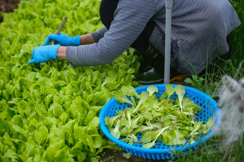 Trứng gà thả vườn
