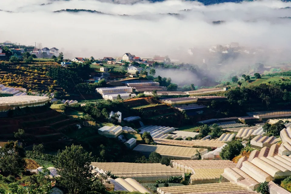 Bí đỏ ruột vàng