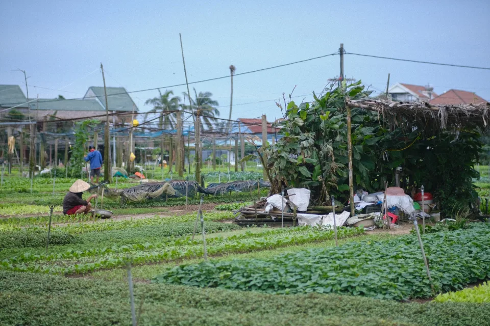 Rau muống hữu cơ