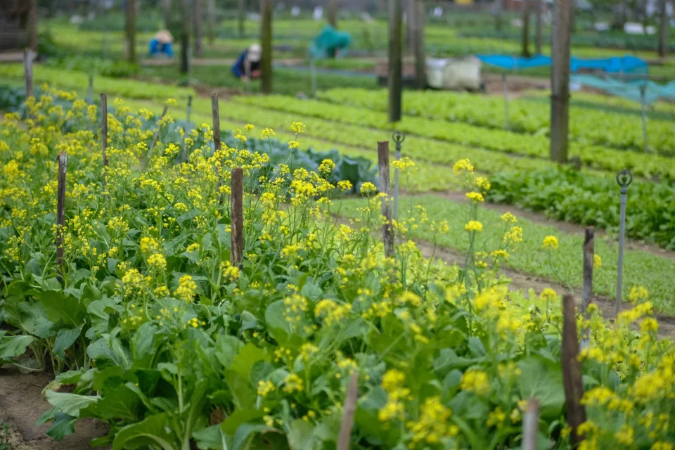 Khu ươm cây giống